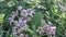 Calotropis gigantea (Biduri, crown flower) with a natural background