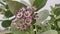Calotropis Gigantea blossoming flowers, close up footage