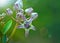 Calotropis Gigantea, Crown Flower