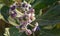 Calotropis gigantea crown flower purple flower booming on tree in the garden.