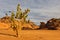 Calotropis Procera - Akakus Mountains, Sahara