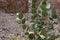 Calotropis procera, Apple of Sodom in bloom, purposely blurred, selective focus on the flowers