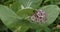 Calotropis procera flower closeup.