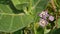 Calotropis procera, Giant calotrope, Milkweeds, plant in india