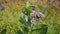 Calotropis procera, Giant calotrope, Milkweeds, plant in india