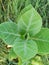 Calotropis procera Gum trees giant calotrope