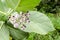 Calotropis Procera Sodom Apple, Dumb Cotton, King`s Crown Flowers And Leaf