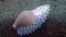 Calpumus verrucosus or Black Spotted EggCowrie