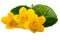 Caltha flowers (Caltha palustris) on white background