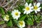 Caltha leptosepala (White Marsh Marigold, Twinflowered Marsh Mar