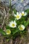 Caltha leptosepala (White Marsh Marigold, Twinflowered Marsh Mar