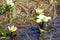 Caltha leptosepala (White Marsh Marigold, Twinflowered Marsh Mar