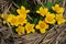 Caltha palustris