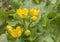 Caltha palustris, first spring flower Adonis vernalis
