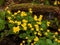 Caltha palustris in floodplain forest