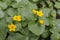 A Caltha palustris flower, known as marsh-marigold, is a small to medium size perennial herbaceous plant of the buttercup family,