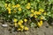 Caltha palustris flowers