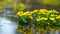 Caltha palustris flowers in water
