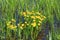 Caltha palustris growing in swamp. Spring flowers. Marsh Marigold flowers