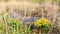 Caltha palustris growing in swamp. Spring flowers. Marsh Marigold flowers