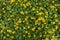 Caltha palustris, known as marsh-marigold kingcup, is a small to medium size perennial herbaceous plant of the buttercup