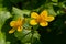 Caltha palustris, known as marsh-marigold and kingcup, is a small to medium size perennial herbaceous plant of the buttercup