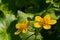 Caltha palustris, known as marsh-marigold and kingcup, is a small to medium size perennial herbaceous plant of the buttercup