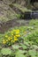 Caltha palustris yellow muddy plant with flowers in bloom