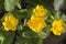 Caltha palustris yellow muddy plant with flowers in bloom