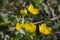 Caltha palustris yellow muddy plant with flowers in bloom