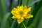 Caltha palustris yellow muddy plant with flowers in bloom