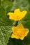 Caltha palustris yellow muddy plant with flowers in bloom