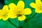 Caltha - spring moisture-loving flower near stream and in swamps, Yellow flower on which brown beetle weevil crawls