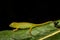 Calumma glawi, Glaw\\\'s Chameleon, green chameleon lizard endemic