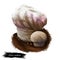 Calvatia craniiformis, brain puffball or skull-shaped mushroom digital art illustration. Vegetable fungus important for ecology,