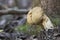 Calvatia excipuliformis mushroom