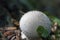 Calvatia is a genus of puffball mushrooms that includes the spectacular giant puffbal.