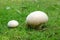 Calvatia gigantea mushroom Giant puffball in meadow. Giant puffball fungus - delicious and healthy food.