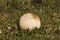 Calvatia utriformis Mosaic Puffball large mushroom in the shape of a small cream-white ball, with an irregular surface growing