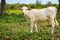 Calve grazing on a green meadow in sunny day. Farm animals.