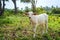 Calve grazing on a green meadow in sunny day. Farm animals.