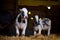 Calves in a barn