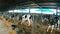 Calves in cages on the farm. Growing heifers to produce organic milk and meat on a cow farm.