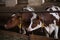 Calves cows on a diary farm, agriculture industry.