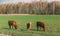 Calves Cows Grazing On A Spring Green Pasture. Cattle Walking In Meadow In Summer Day. cow feed, farmer cow, field cows