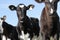 Calves and cows regenerative agriculture