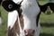 Calves and cows regenerative agriculture