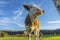 Calves and cows on the rural field