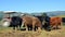 Calves Eating Lucerne Hay on New Zealand Farm