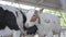 Calves feeding process on modern farm. Close up cow feeding on milk farm. Cow on dairy farm eating hay. Cowshed.